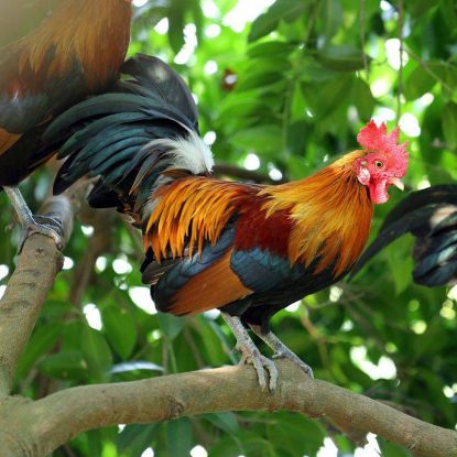 Picture of Local Chicken (लोकल कुखुरा)